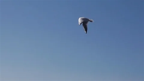 Gull in slowmotion (150 fps) Video stock 95541590