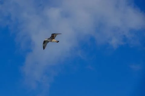 Gull soaring through a clear blue sky with white clouds Stock Photos