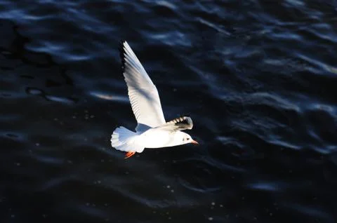 Gull - spread wings flight (2). Stock Photos