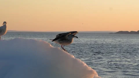 Gull Spreading Wings and Taking Off from Iceberg Near Nuuk Greenland Stock Footage 345514536