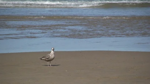 Gull Standing on Beach Stock Footage 106722081