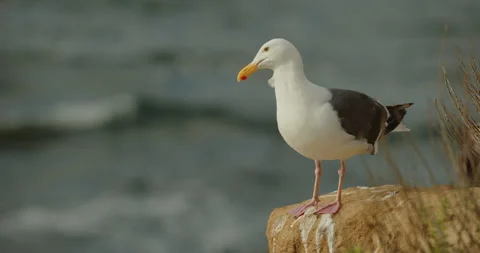 Gull standing on edge rock Stock Footage 316421895