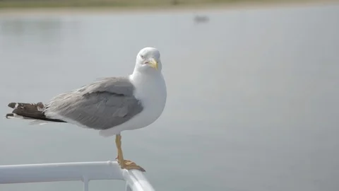 GULL STANDING AT THE EDGE OF A SHIP Stock Footage 103147598