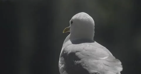 A gull standing on a ledge Stock Footage 151823610