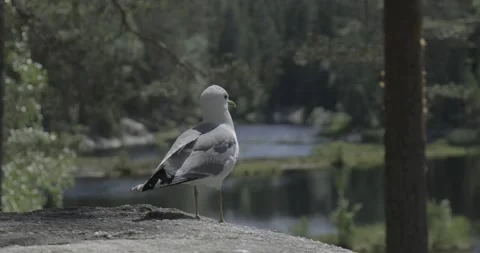 A gull standing on a ledge Stock Footage 151823657