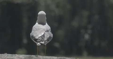 A gull standing on a ledge Stock Footage 151823714
