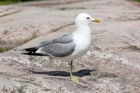 Gull standing on rock Stock Photos