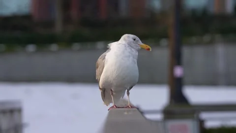 Gull Standing on Urban Railing Stock Footage 305957016