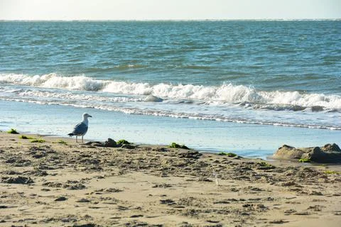 A Gull stands on a beach Stock Photos
