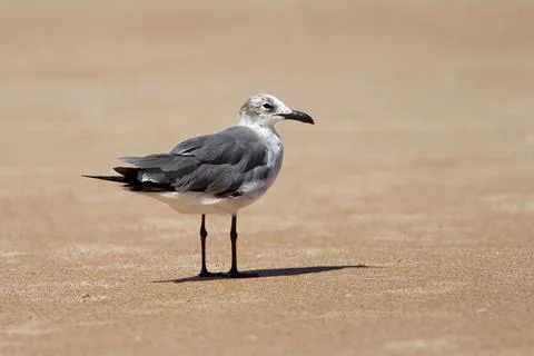 Gull stands on the sand. Stock Photos