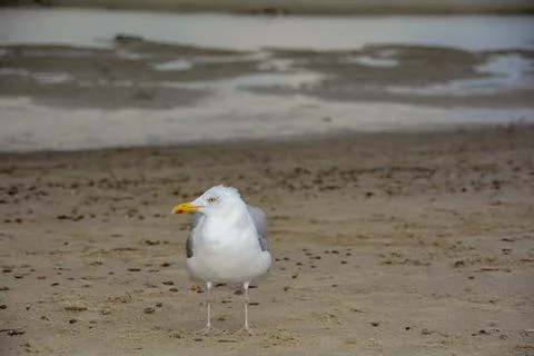 Gull stands on sandy beach Stock Photos