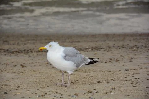A gull stands on sandy beach Stock Photos
