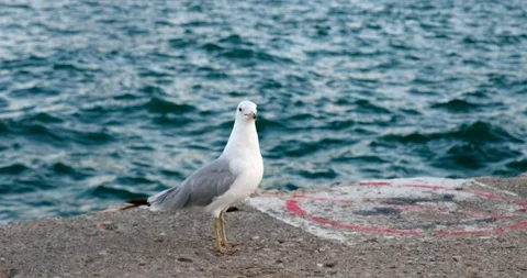 Gull is staying on the beach. Gull is flying away. Video stock 91875176