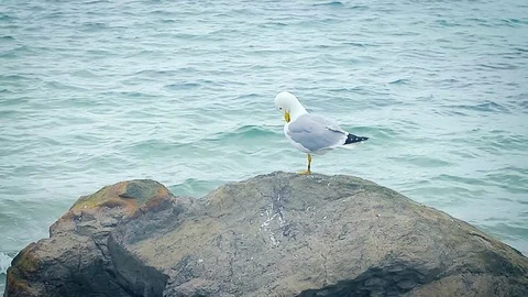 Gull on stone 動画素材 78069112