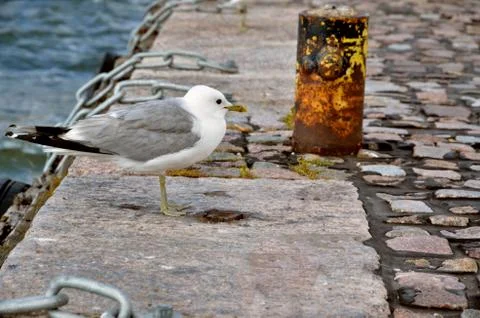 The gull on stone path in harbour Stock Photos