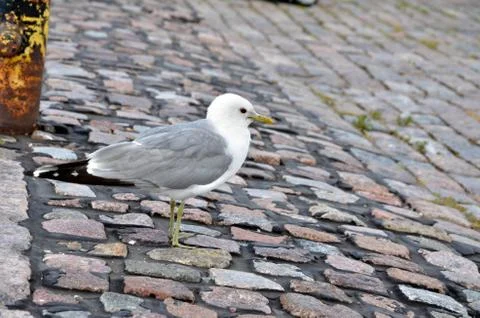 The gull on stone path in harbour Stock Photos