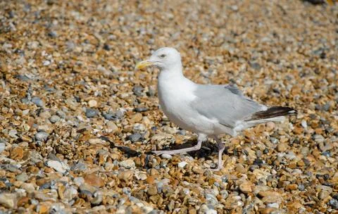 Gull on a stony beach Foto stock