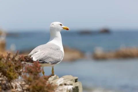 Gull in Tabarca Island. Stock Photos