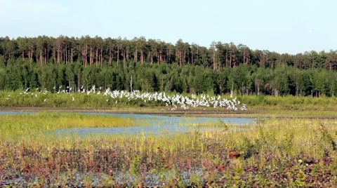 Gull take wing Stock Footage 51705115