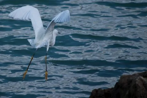 Gull Taking Off Stock-Fotos