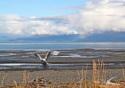 Gull taking off with rainbow Stock Photos