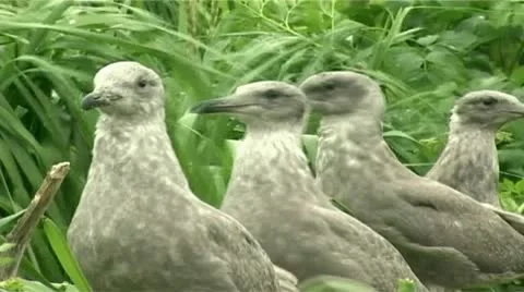 Gull-teens Video stock 8987571