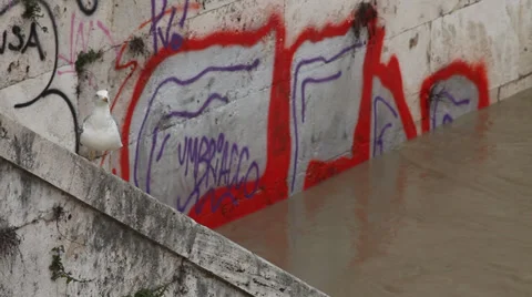 Gull on the Tiber river full of water, Rome, Italy Stock Footage 34471826