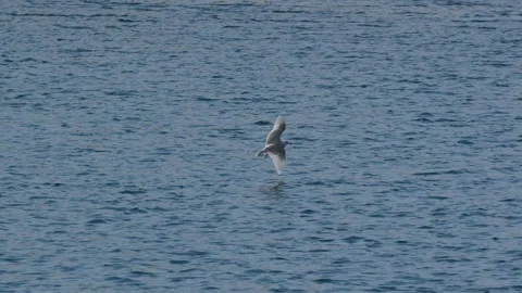 Gull Tracked in Flight Before Landing Among Two Gulls in Nuuk Stock Footage 345532671
