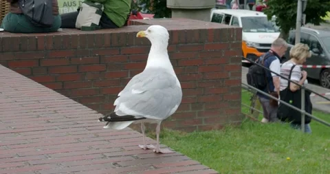 Gull very close up standing on stone barrier.  Stock Footage 315026905