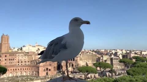 Gull with a view of Rome Video stock 229848231