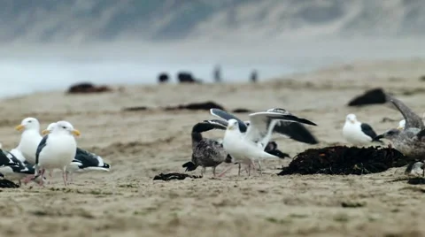Gull walking along the beach Stock Footage 47909185