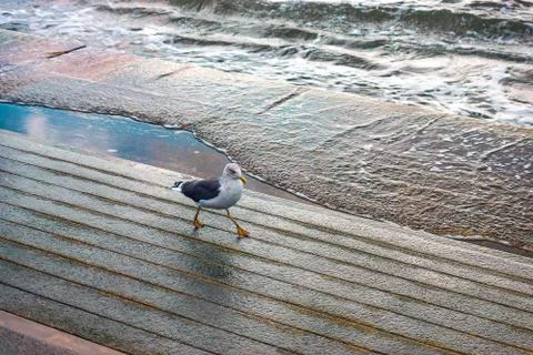 Gull is walking on the pier Stock Photos