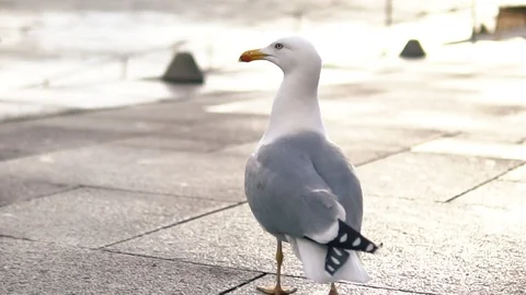 Gull walking in Porto Stock Footage 93378860