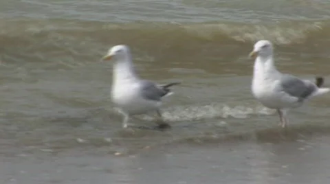Gull walking in sea Stock Footage 682218