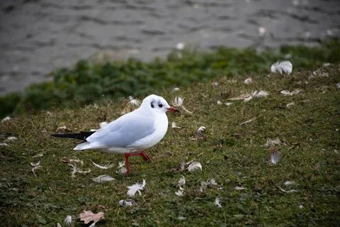 Gull Walking through Grass Stock Photos