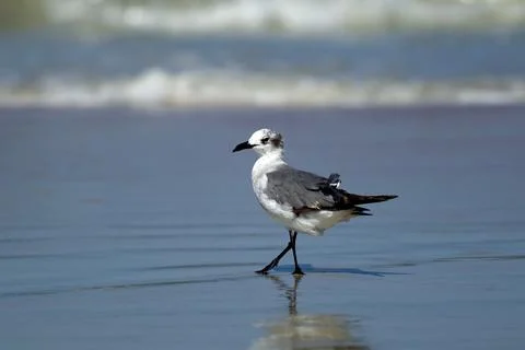 Gull walking in water. Stock Photos