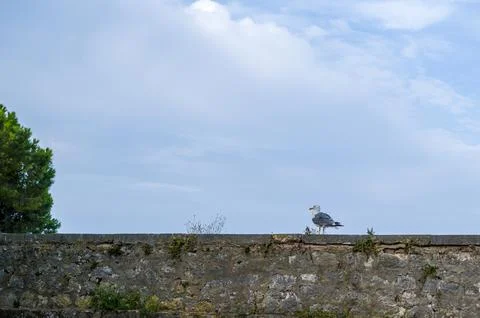 Gull on a wall Stock Photos