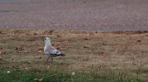 Gull wanders Видео 44264060