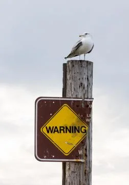 Gull on Warning Sign Stock Photos