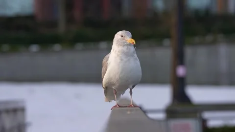 Gull Watching from Fence Post Stock Footage 305957004