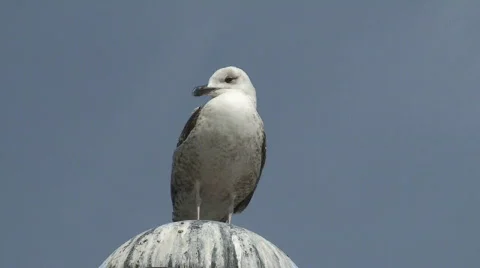 Gull watching in harbor Video stock 275815