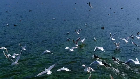 Gull water bird flight Stock-Footage 269213076