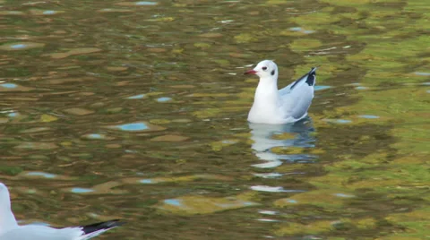 Gull on water Stock Footage 33058454