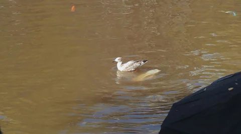 Gull on water Stock Footage 38572397