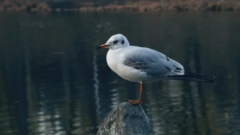 Gull On The Water Vidéo 146587331