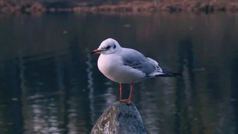 Gull On The Water Vidéo 146587392