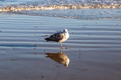 A gull at the water's edge with it's reflection in the sand at low tide Stock Photos
