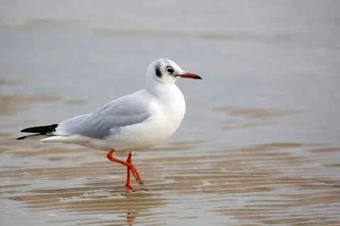 Gull in the wild Stock Photos
