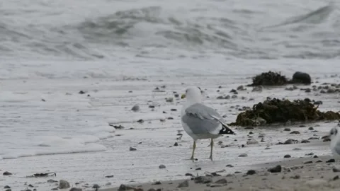 Gull on the windy beach; Baltic Sea, Germany Stock Footage 264602934