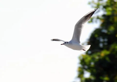 Gull on the wing 2 Stock Photos